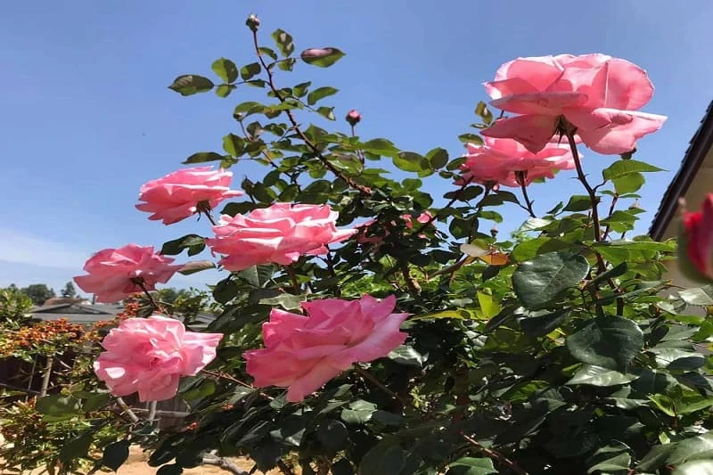 +800 Ảnh hoa hồng đẹp nhất, Chất lượng HD sắc nét