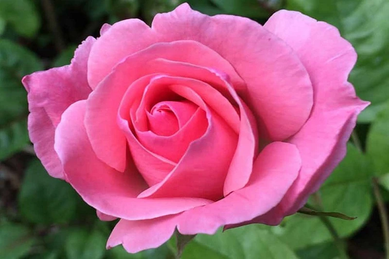 +800 Ảnh hoa hồng đẹp nhất, Chất lượng HD sắc nét