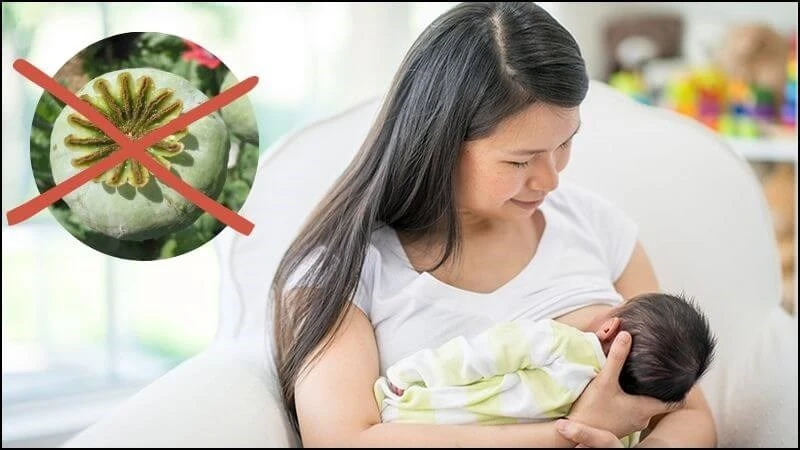 Cây thuốc phiện là gì? 14 công dụng, cách dùng và lưu ý khi sử dụng