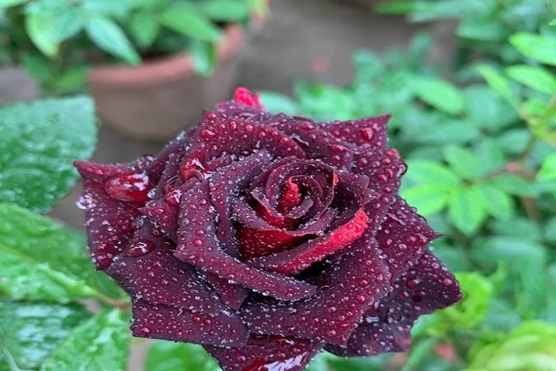 +800 Ảnh hoa hồng đẹp nhất, Chất lượng HD sắc nét