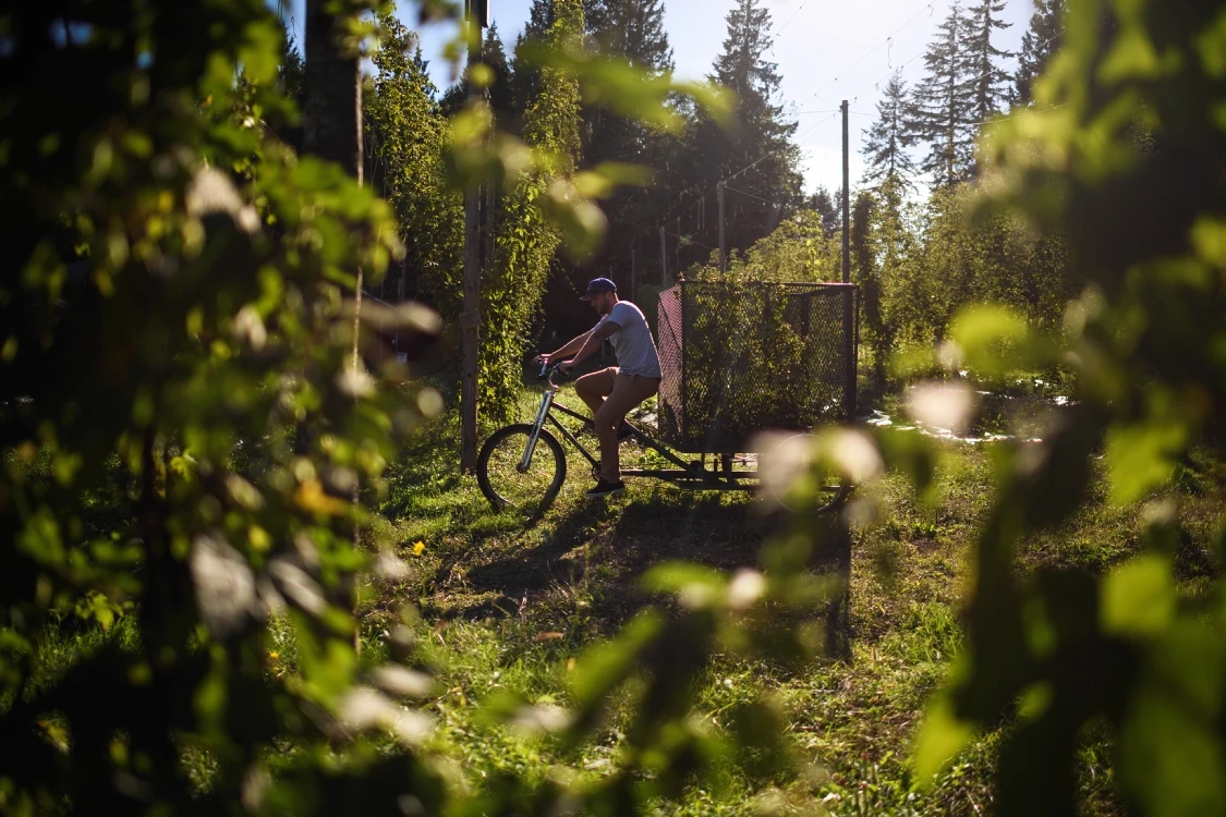 Hoa Houblon (hoa bia) - Bí mật chưa ai kể