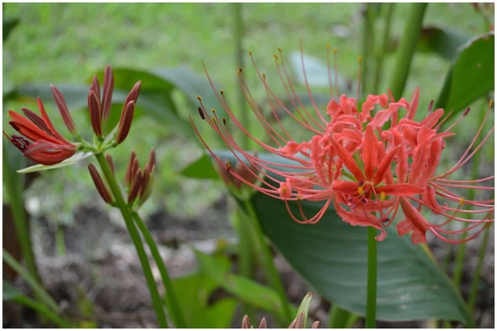 Bí Ngạn - Truyền thuyết và ý nghĩa