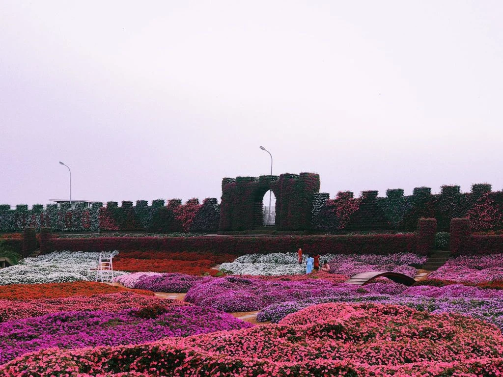 Khám Phá Vườn Hoa Hồ Tây Tại Hà Nội