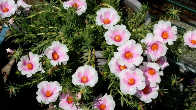 Ý nghĩa hoa sam, hình ảnh đẹp, cách trồng, chăm sóc tại nhà