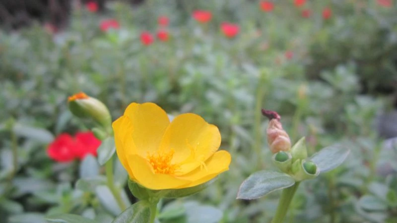 Ý nghĩa hoa sam, hình ảnh đẹp, cách trồng, chăm sóc tại nhà