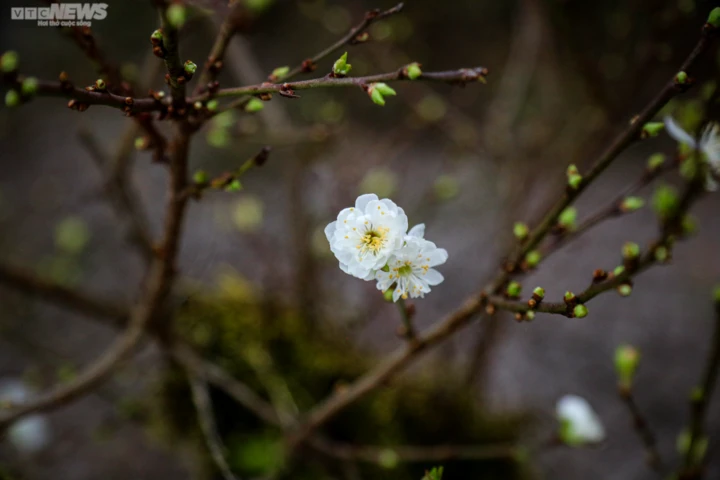 Cây nhất chi mai có ý nghĩa gì?