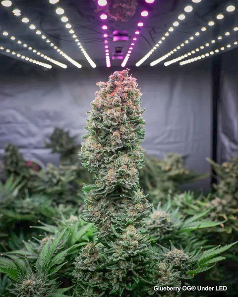 Tìm hiểu về giai đọan chín (sắp thu hoạch) của cây cần sa