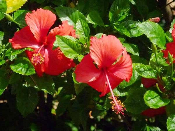 Khám Phá Ý Nghĩa Đặc Biệt Của Hoa Râm Bụt