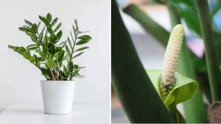 Cây kim tiền nở hoa mang lại may mắn và thành công