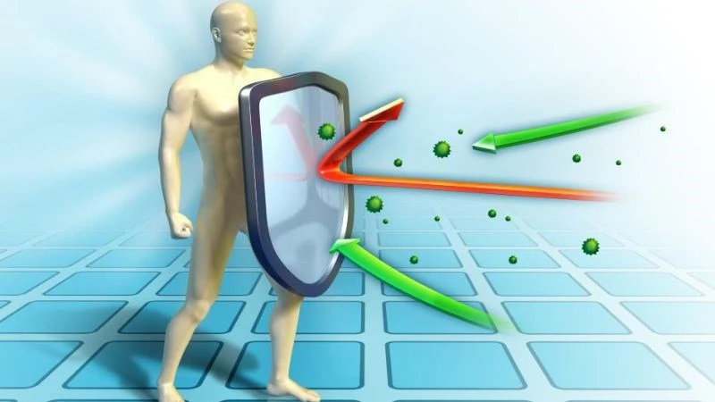 Hoa Cúc tím (Echinacea) là gì? Công dụng và lưu ý khi sử dụng