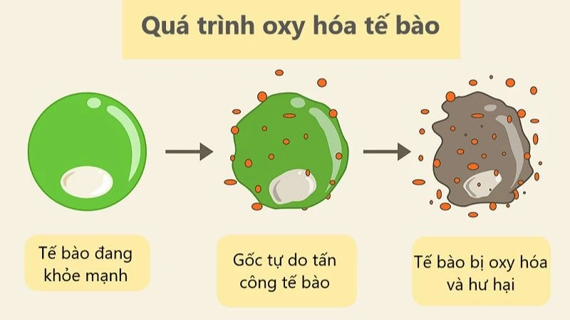 Khám Phá Tác Dụng Tuyệt Vời Của Hoa Cúc Tím