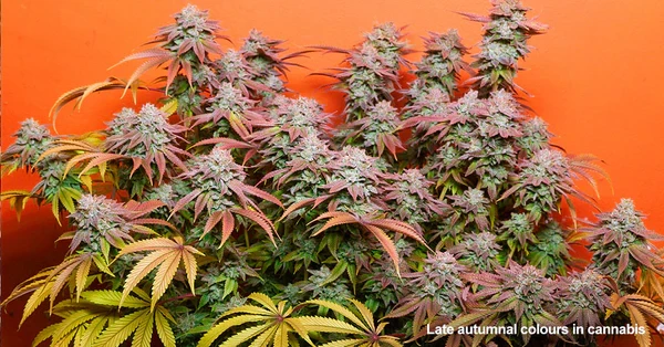 Tìm hiểu về giai đọan chín (sắp thu hoạch) của cây cần sa