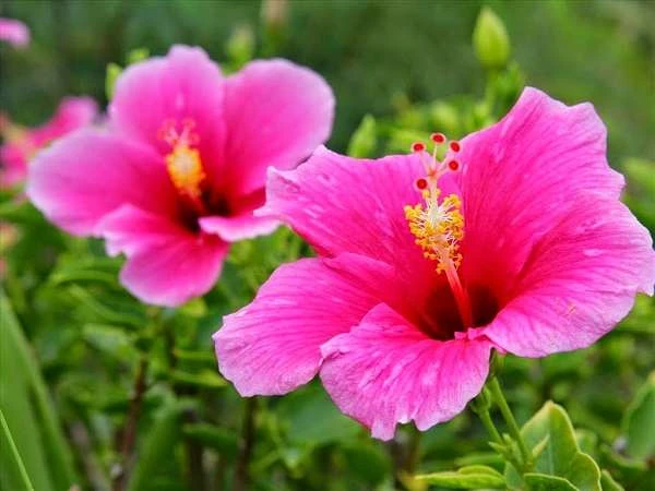 Ý Nghĩa Loài Hoa Râm Bụt - Saigon Roses Blog