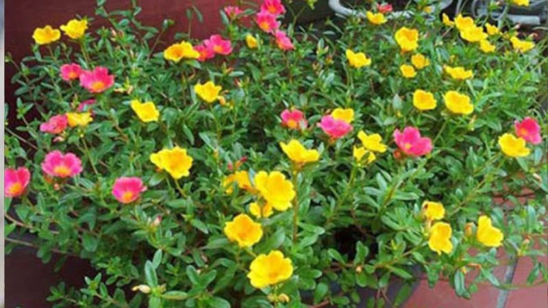 Ý nghĩa hoa sam, hình ảnh đẹp, cách trồng, chăm sóc tại nhà