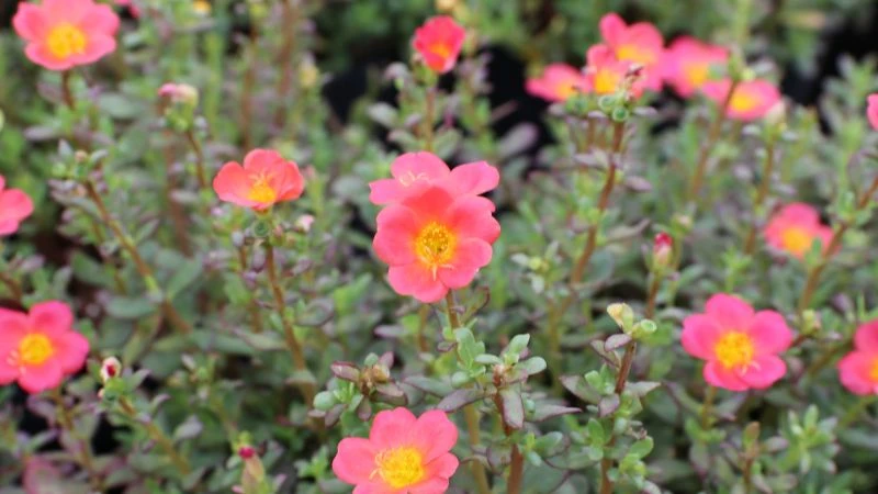 Ý nghĩa hoa sam, hình ảnh đẹp, cách trồng, chăm sóc tại nhà