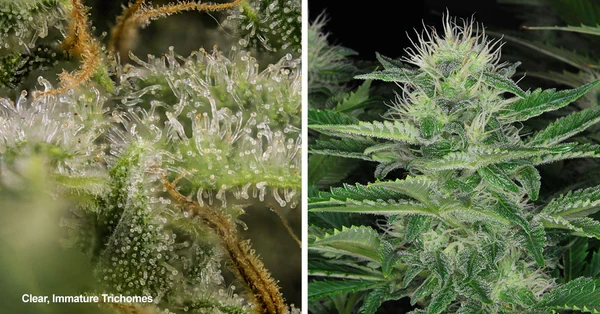 Tìm hiểu về giai đọan chín (sắp thu hoạch) của cây cần sa