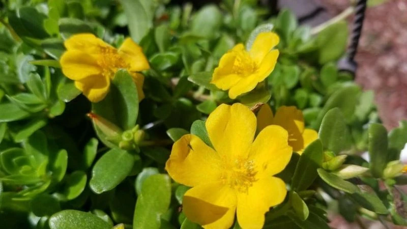 Ý nghĩa hoa sam, hình ảnh đẹp, cách trồng, chăm sóc tại nhà