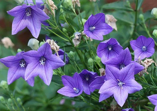 Khám Phá Hoa Cát Cánh và Giá Trị Y Học của Nó