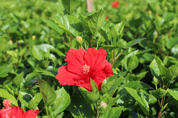 Ý Nghĩa Loài Hoa Râm Bụt - Saigon Roses Blog