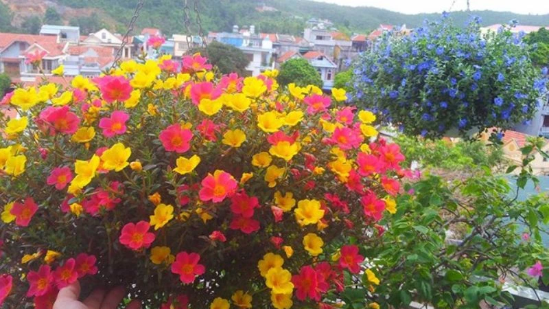 Ý nghĩa hoa sam, hình ảnh đẹp, cách trồng, chăm sóc tại nhà