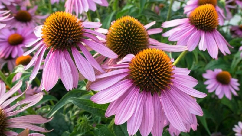 Hoa Cúc tím (Echinacea) là gì? Công dụng và lưu ý khi sử dụng