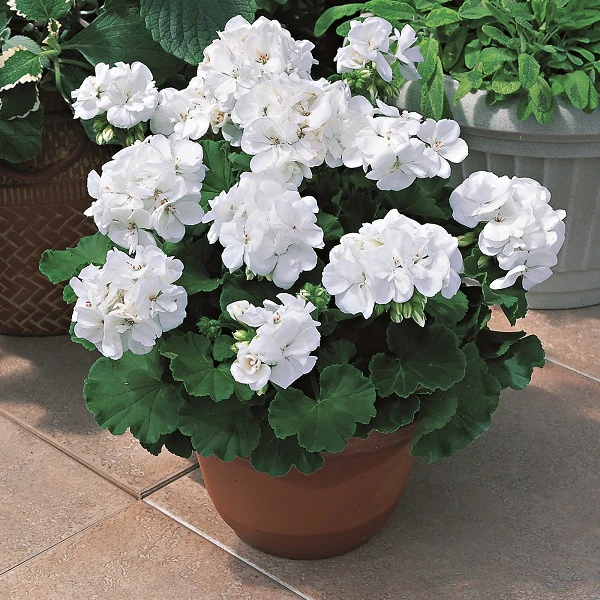 Hoa Phong Lữ Thảo: Đặc điểm, ý nghĩa và cách trồng ra hoa đẹp