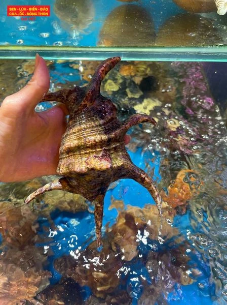 Khám Phá Món Ốc Bàn Tay Tại Bùi Viện TPHCM