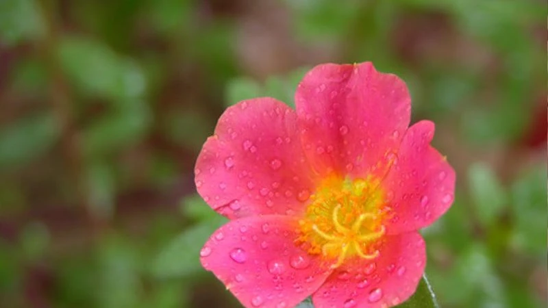 Ý nghĩa hoa sam, hình ảnh đẹp, cách trồng, chăm sóc tại nhà