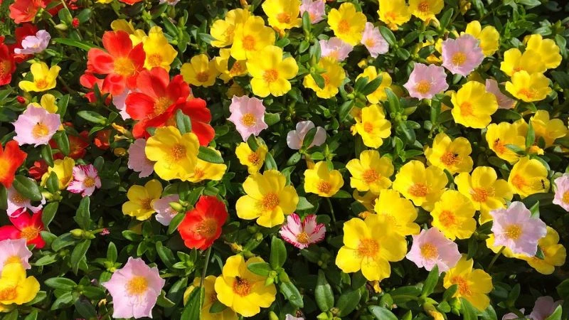 Khám Phá Đặc Điểm Nổi Bật Của Hoa Sam