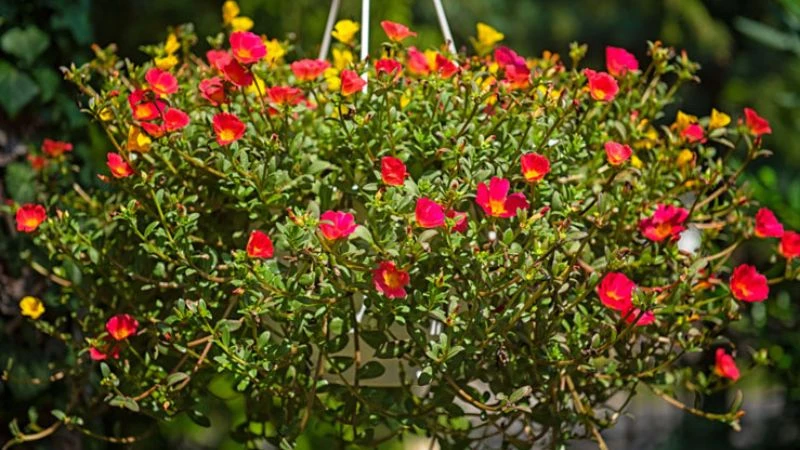 Ý nghĩa hoa sam, hình ảnh đẹp, cách trồng, chăm sóc tại nhà