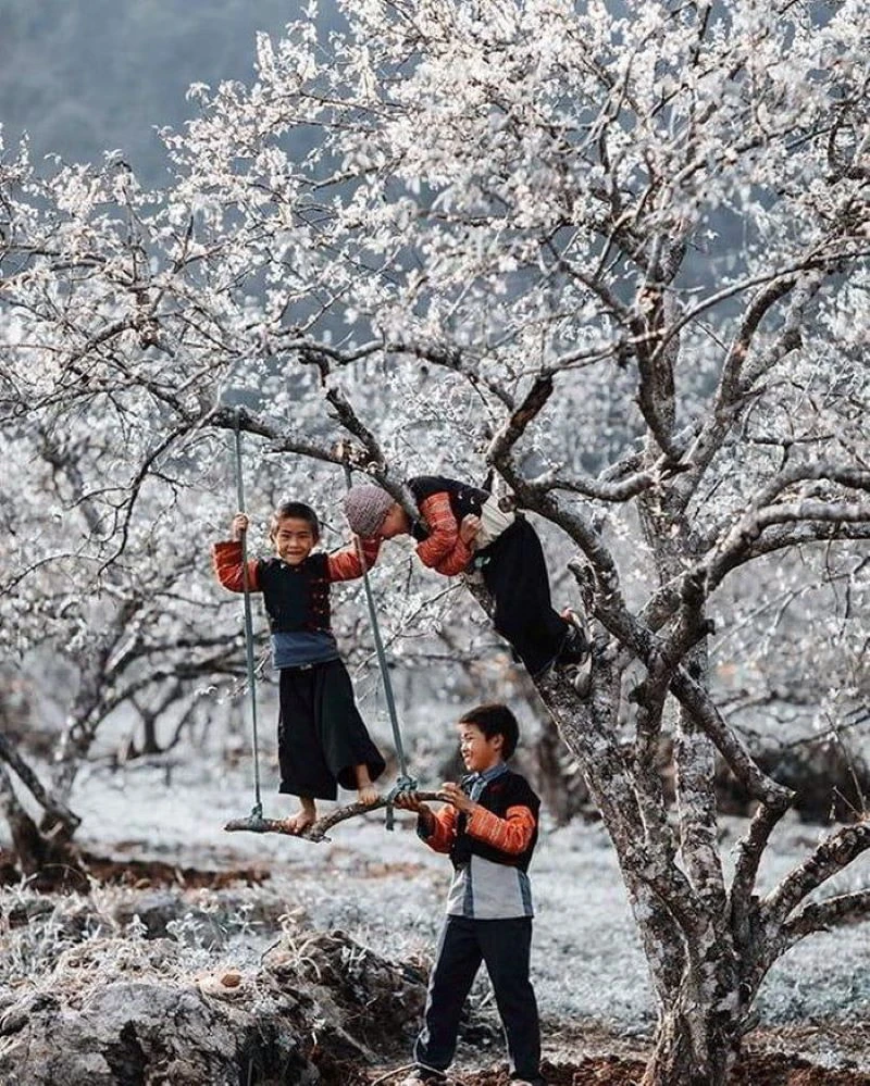 Hoa Mận Tây Bắc nở khi nào? Địa điểm ngắm hoa mận đẹp