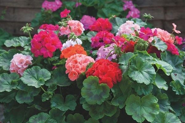 Hoa Phong Lữ Thảo: Đặc điểm, ý nghĩa và cách trồng ra hoa đẹp