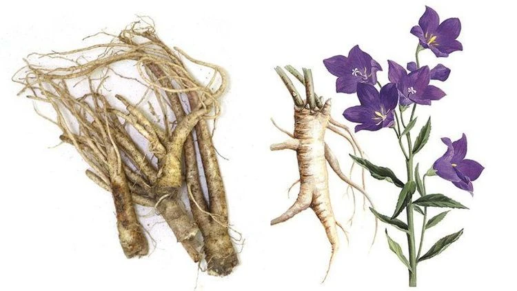 Cây cát cánh có tác dụng gì?