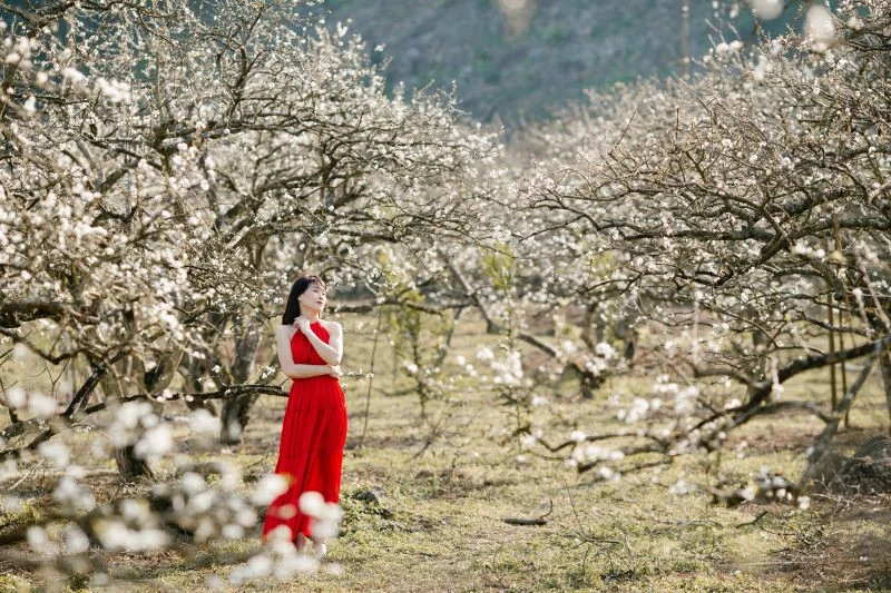 Hoa Mận Tây Bắc nở khi nào? Địa điểm ngắm hoa mận đẹp