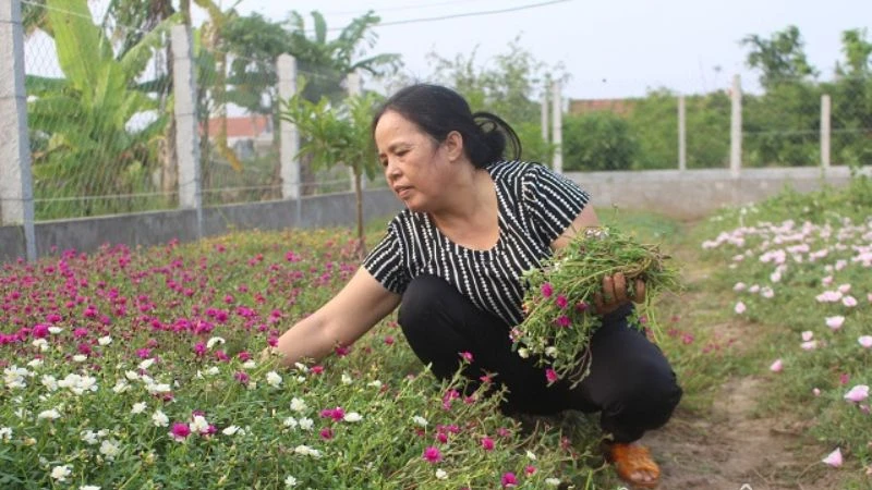 Ý nghĩa hoa sam, hình ảnh đẹp, cách trồng, chăm sóc tại nhà