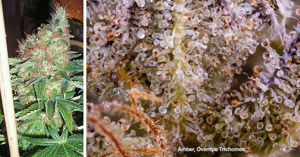 Tìm hiểu về giai đọan chín (sắp thu hoạch) của cây cần sa