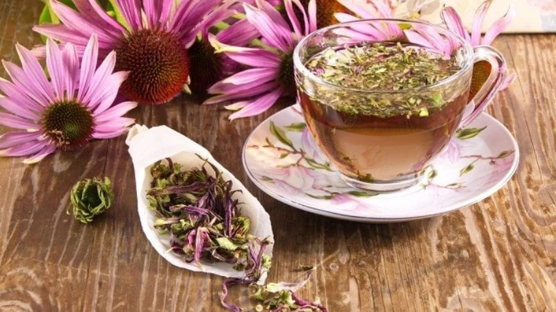 Hoa Cúc tím (Echinacea) là gì? Công dụng và lưu ý khi sử dụng