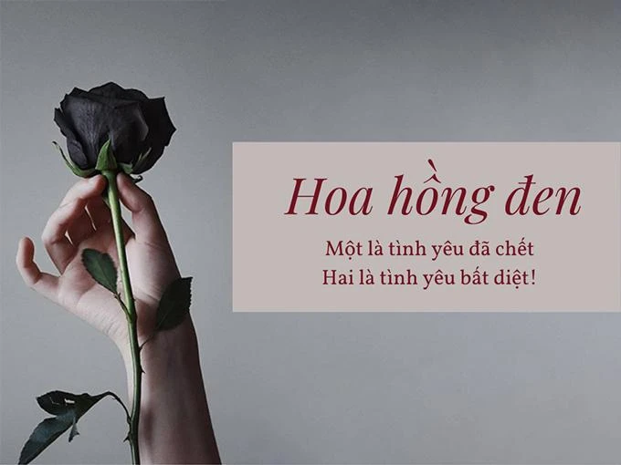 Ý nghĩa hoa hồng đen - loài hoa bí ẩn, hiếm có