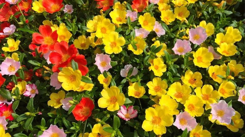 Ý nghĩa hoa sam, hình ảnh đẹp, cách trồng, chăm sóc tại nhà