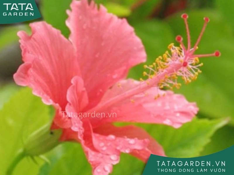 Khám Phá Ý Nghĩa Hoa Màu Đỏ Trong Thiên Nhiên