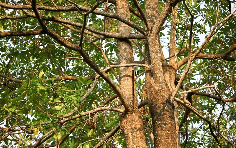 Hoa sữa - Vị thuốc dân gian tuyệt vời mà bạn chưa biết!