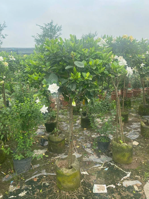 Cây bạch thiên hương