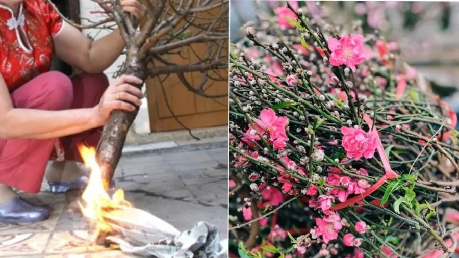 Khi Đào Nở Hoa: Bí Quyết Chọn Cây Đào Đón Tết