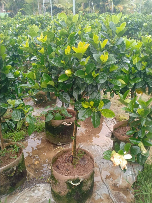 Cây bạch thiên hương