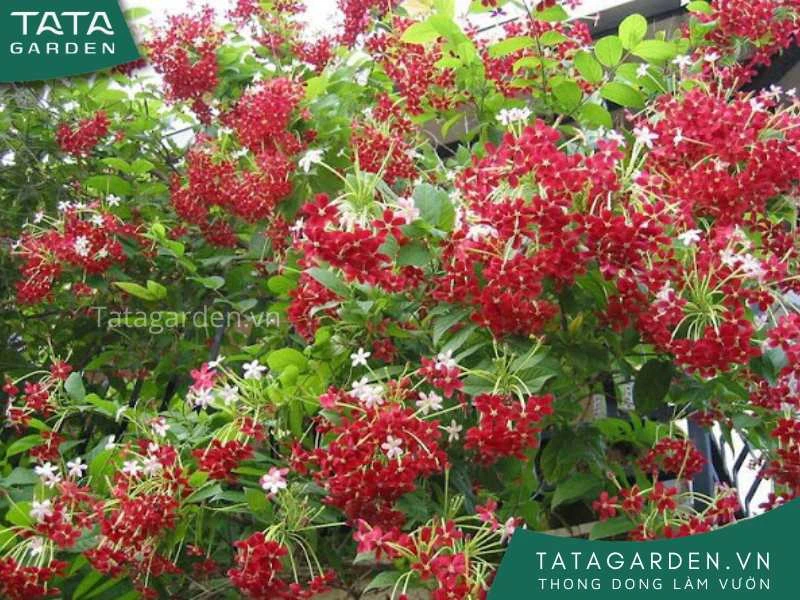 25+ loài hoa màu đỏ đẹp kiều diễm - cẩm nang cho người yêu hoa