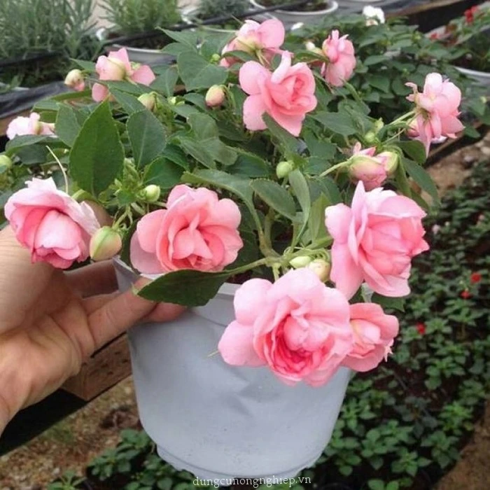 Cây giống hoa Ngọc thảo