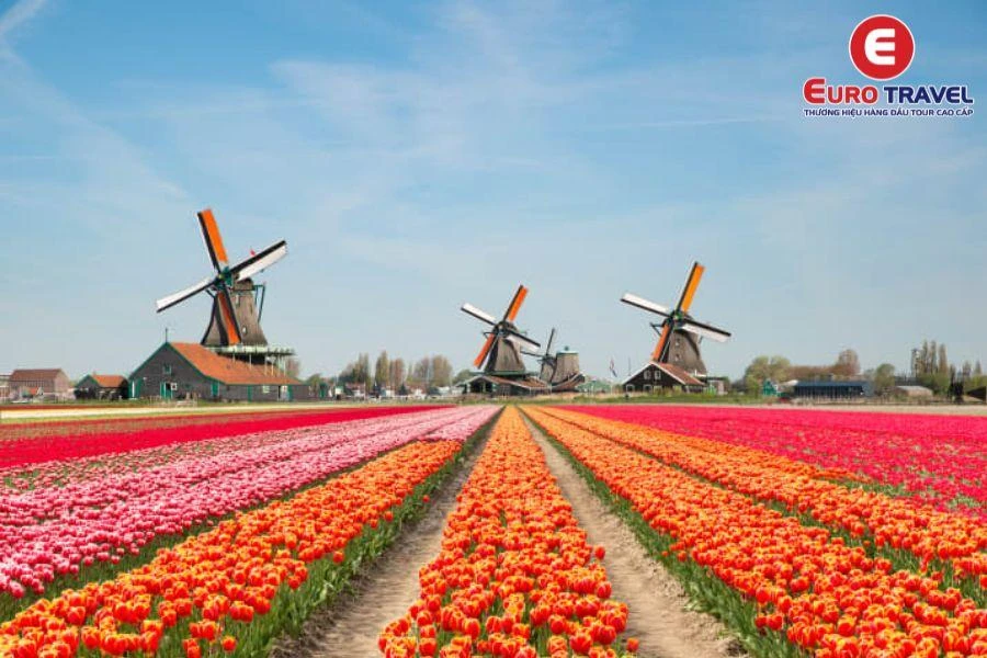 Đắm mình với hoa Tulip trong Vườn hoa Keukenhof Hà Lan