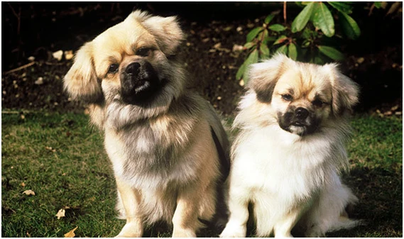 Chó Cảnh Tây Tạng: Biểu Tượng Của Sự Quý Phái