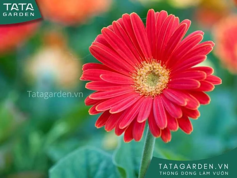 25+ loài hoa màu đỏ đẹp kiều diễm - cẩm nang cho người yêu hoa