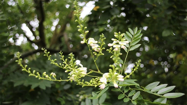 Cây hoa hòe và lợi ích trong đời sống hàng ngày